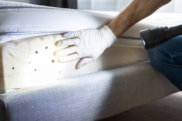 Best Local Pest Control Services  in Hanscom Af, MA
