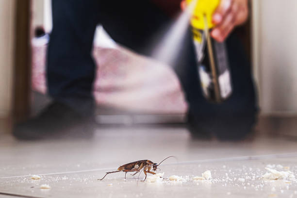 Best Termite Control Services  in Hanscom Af, MA